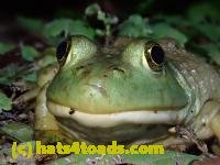 /home//u458753944/public_html/sourcegallery////////////////////////////////////Frogs/Bullfrogs 2020-09 Upper Merion/P9280698.JPG
